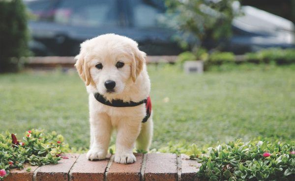 Smart Pups